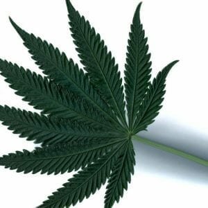 Indica Dominant - Flower