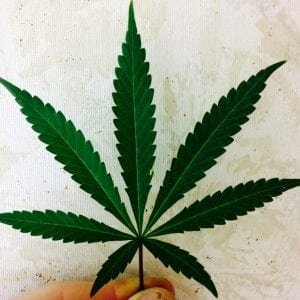 Sativa Dominant - Flower